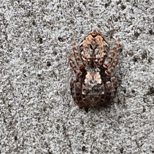 Servaea incana (Hoary Servaea) at Goulburn, NSW by trevorpreston