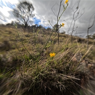 Chondrilla juncea (Skeleton Weed) at Bredbo, NSW - 6 Dec 2024 by WhiteRabbit