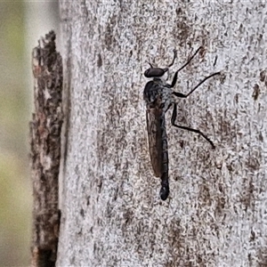 Cerdistus sp. (genus) (Slender Robber Fly) at Goulburn, NSW by trevorpreston