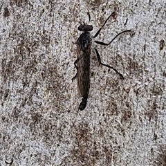 Cerdistus sp. (genus) at Goulburn, NSW - 7 Dec 2024 11:03 AM