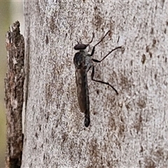 Cerdistus sp. (genus) at Goulburn, NSW - 7 Dec 2024