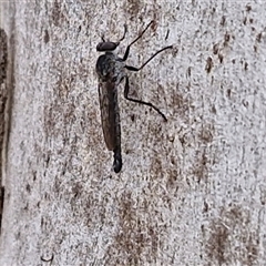 Cerdistus sp. (genus) at Goulburn, NSW - 7 Dec 2024 11:03 AM