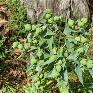 Euphorbia lathyris (Caper Spurge) at Goulburn, NSW by trevorpreston