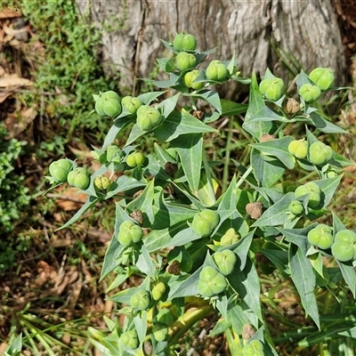 Euphorbia lathyris (Caper Spurge) at Goulburn, NSW - 6 Dec 2024 by trevorpreston