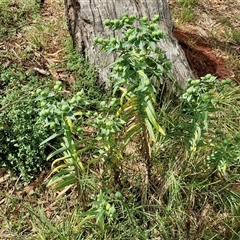 Euphorbia lathyris at Goulburn, NSW - 7 Dec 2024