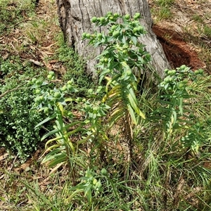 Euphorbia lathyris at Goulburn, NSW - 7 Dec 2024 10:58 AM