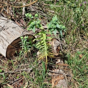 Euphorbia lathyris at Goulburn, NSW - 7 Dec 2024 10:58 AM