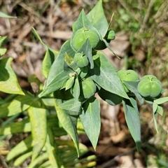 Euphorbia lathyris at Goulburn, NSW - 7 Dec 2024 10:58 AM