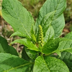 Phytolacca octandra (Inkweed) at Goulburn, NSW - 6 Dec 2024 by trevorpreston