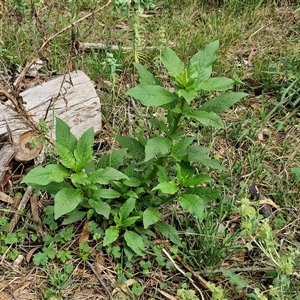 Phytolacca octandra at Goulburn, NSW - 7 Dec 2024