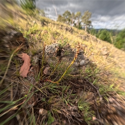 Stackhousia monogyna (Creamy Candles) at Bredbo, NSW - 6 Dec 2024 by WhiteRabbit