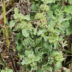 Marrubium vulgare (Horehound) at Goulburn, NSW - 6 Dec 2024 by trevorpreston