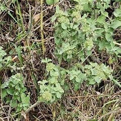 Marrubium vulgare at Goulburn, NSW - 7 Dec 2024 10:58 AM