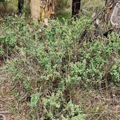 Marrubium vulgare at Goulburn, NSW - 7 Dec 2024 10:58 AM