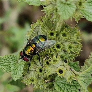 Lucilia cuprina at Goulburn, NSW - 7 Dec 2024