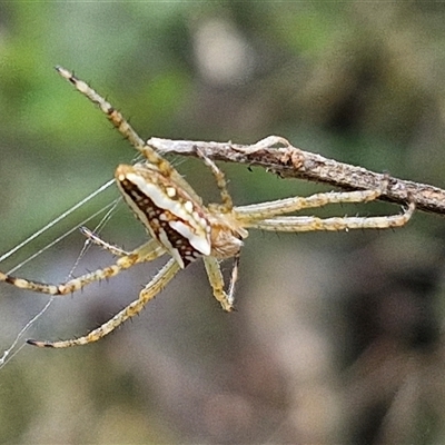 Plebs bradleyi (Enamelled spider) at Goulburn, NSW - 7 Dec 2024 by trevorpreston