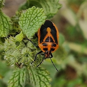 Agonoscelis rutila (Horehound bug) at Goulburn, NSW by trevorpreston