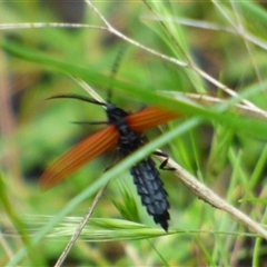 Porrostoma rhipidium (Long-nosed Lycid (Net-winged) beetle) at West Hobart, TAS - 7 Dec 2024 by VanessaC