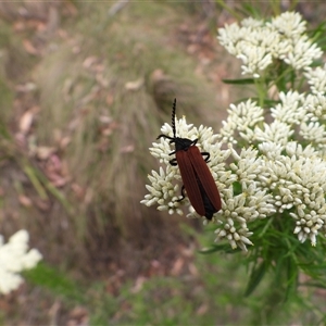 Porrostoma rhipidium at Paddys River, ACT - 24 Nov 2024