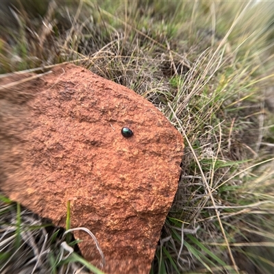 Unidentified Beetle (Coleoptera) at Bredbo, NSW - 6 Dec 2024 by WhiteRabbit