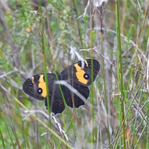 Tisiphone abeona at Katoomba, NSW - 4 Dec 2024 04:35 PM