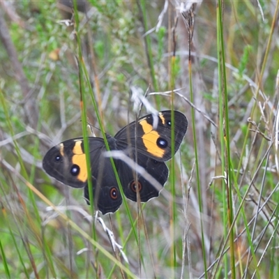 Tisiphone abeona (Varied Sword-grass Brown) at Katoomba, NSW - 4 Dec 2024 by DavidDedenczuk