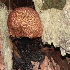 Unverified Fungus by PJH123