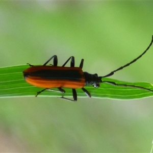 Stenoderus suturalis (Stinking Longhorn) at West Hobart, TAS by VanessaC