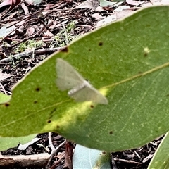 Scopula (genus) (A wave moth) at Aranda, ACT - 7 Dec 2024 by KMcCue