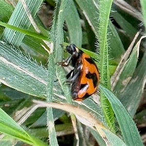 Coccinella transversalis (Transverse Ladybird) at Aranda, ACT by KMcCue