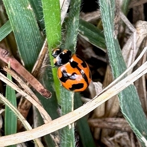 Coccinella transversalis at Aranda, ACT - 7 Dec 2024