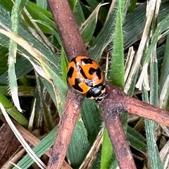 Coccinella transversalis at Aranda, ACT - 7 Dec 2024