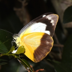 Appias paulina at Sheldon, QLD - 7 Dec 2024