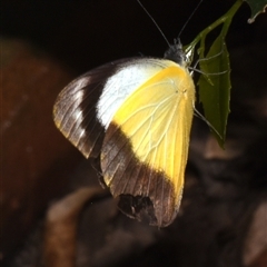 Appias paulina at Sheldon, QLD - 7 Dec 2024