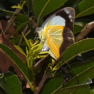 Appias paulina at Sheldon, QLD - 7 Dec 2024