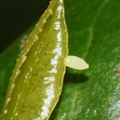 Appias paulina at Sheldon, QLD - suppressed