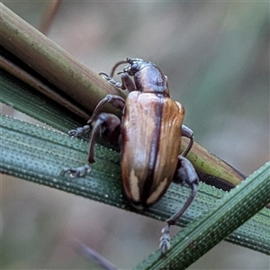 Coleoptera (order) at Mystery Bay, NSW by HelenCross