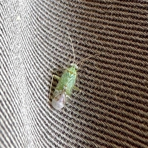 Miridae (family) at Aranda, ACT - 7 Dec 2024