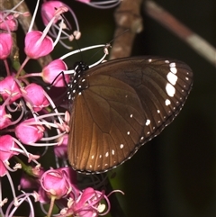 Euploea tulliolus (Purple Crow) at Sheldon, QLD - 7 Dec 2024 by PJH123