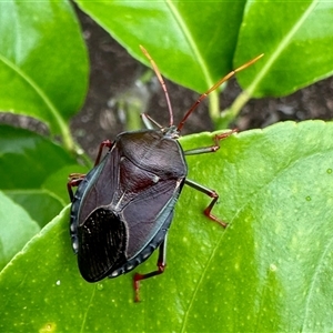 Musgraveia sulciventris (Bronze Orange Bug) at Aranda, ACT by KMcCue