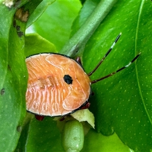 Musgraveia sulciventris (Bronze Orange Bug) at Aranda, ACT by KMcCue