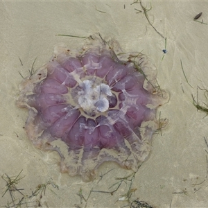 Unidentified Jellyfish or Hydroid  at Marion Bay, TAS by VanessaC