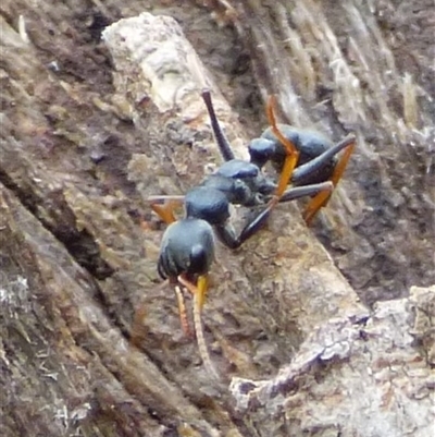 Myrmecia sp., pilosula-group (Jack jumper) at Mount Stuart, TAS - 7 Dec 2024 by VanessaC