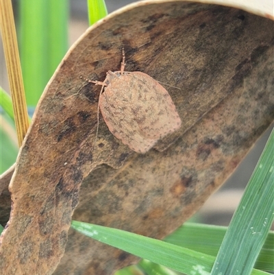 Garrha repandula (a Concealer Moth) at Bungendore, NSW - 7 Dec 2024 by clarehoneydove