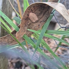 Garrha repandula at Bungendore, NSW - suppressed