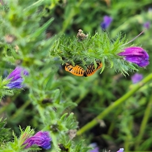 Agonoscelis rutila (Horehound bug) at Bungendore, NSW by clarehoneydove