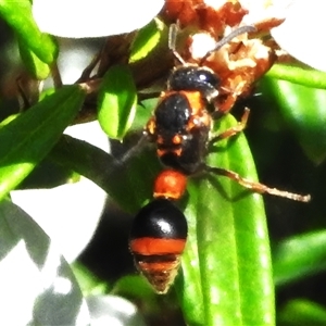 Deuterodiscoelius sp. (genus) (Potter Wasp) at Acton, ACT by JohnBundock