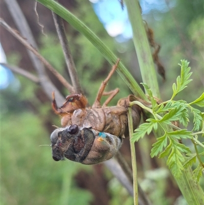 Psaltoda sp. (genus) (A cicada) at Bungendore, NSW - 7 Dec 2024 by clarehoneydove