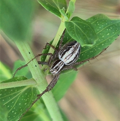 Oxyopes (genus) (Lynx spider) at Bungendore, NSW - 7 Dec 2024 by clarehoneydove
