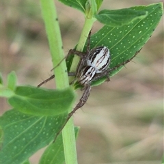 Oxyopes sp. (genus) at Bungendore, NSW - suppressed